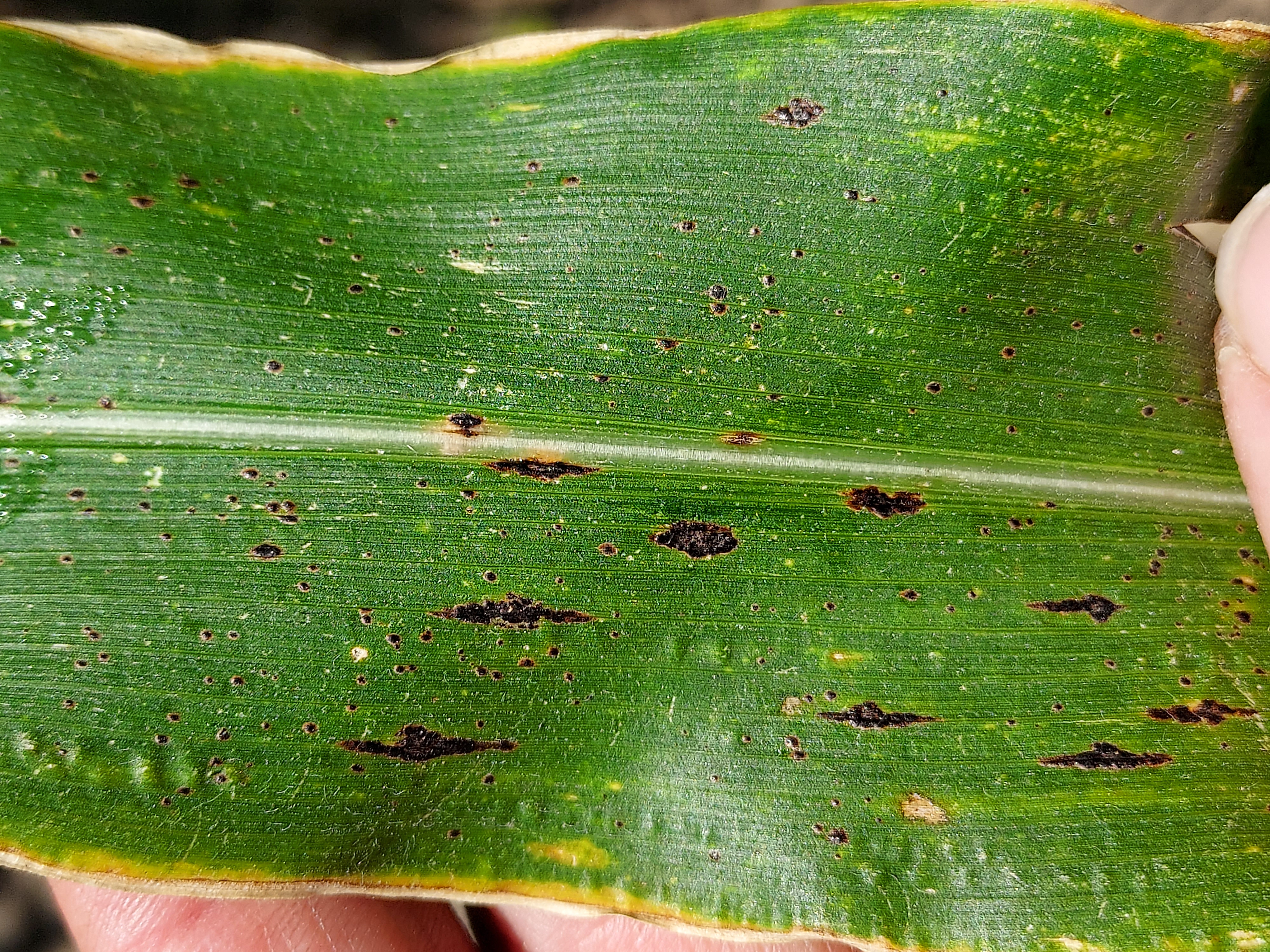 Tar spot on sweet corn.